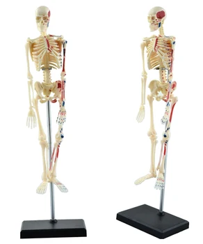 Igračka model ljudskog tijela 4dr za montažu Model cijelog kostura može se koristiti u medicini.