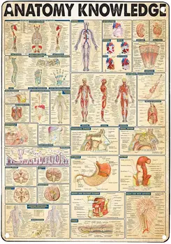 Vintage жестяная Firma s prikazom anatomije ljudskog tijela, Znanja o Анантомии, Veliki metalni lonac